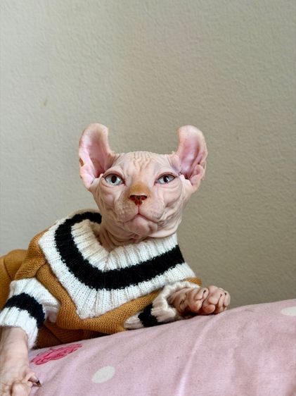 สฟิงซ์ เพศผู้ หูพลิก รูปที่ 4