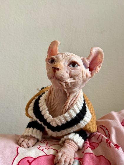 สฟิงซ์ (Sphynx) สฟิงซ์ เพศผู้ หูพลิก
