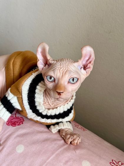 สฟิงซ์ เพศผู้ หูพลิก รูปที่ 5