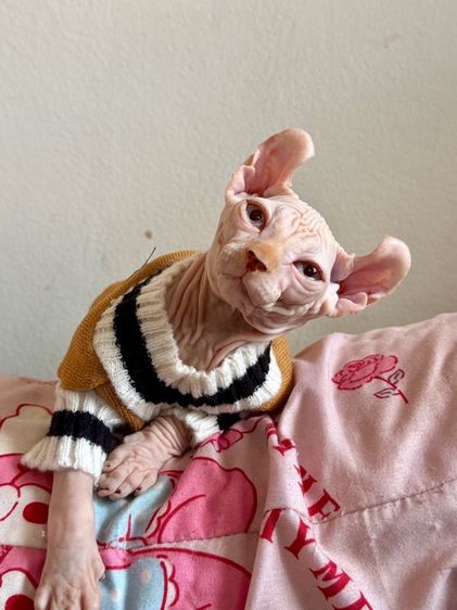 สฟิงซ์ เพศผู้ หูพลิก รูปที่ 3