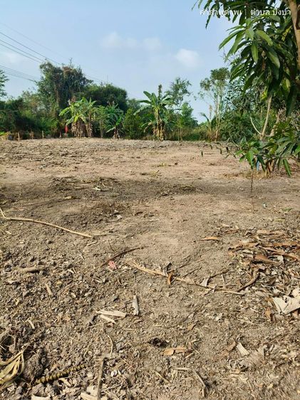 ขายที่ดินคลอง 10 ฝั่งตะวันตกมีพื้นที่ 1 ไร่ถมดินเต็มพื้นที่แบ่ง 100 ตารางวา 4 แปลง รูปที่ 3