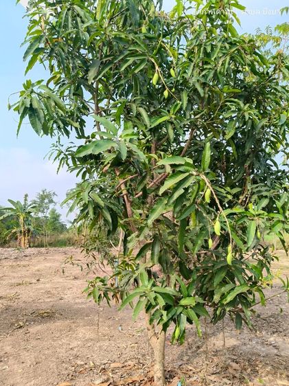 ขายที่ดินคลอง 10 ฝั่งตะวันตกมีพื้นที่ 1 ไร่ถมดินเต็มพื้นที่แบ่ง 100 ตารางวา 4 แปลง รูปที่ 2