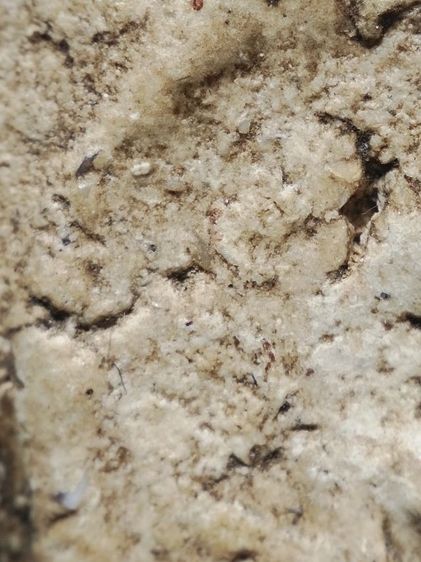 พระสมเด็จเก็บเดิมสภาพหิ้งครับ รูปที่ 7