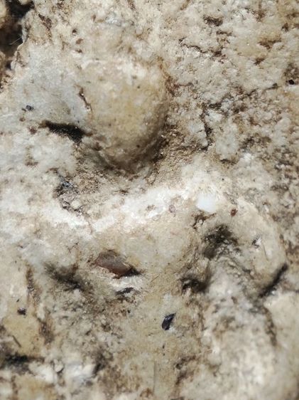 พระสมเด็จเก็บเดิมสภาพหิ้งครับ รูปที่ 4