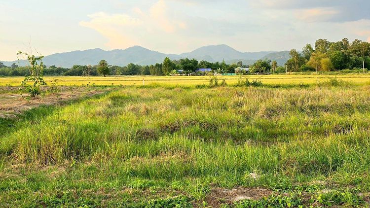 โครงการนาทองวิว  บ้านพร้าว บ้านนา นครนายก