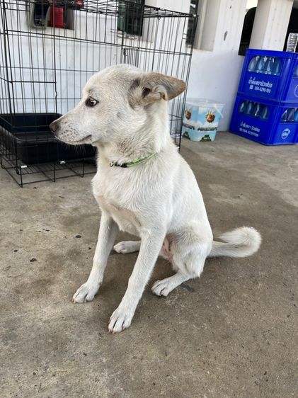 ลูกสุนัข พันธุ์ผสม  รูปที่ 3