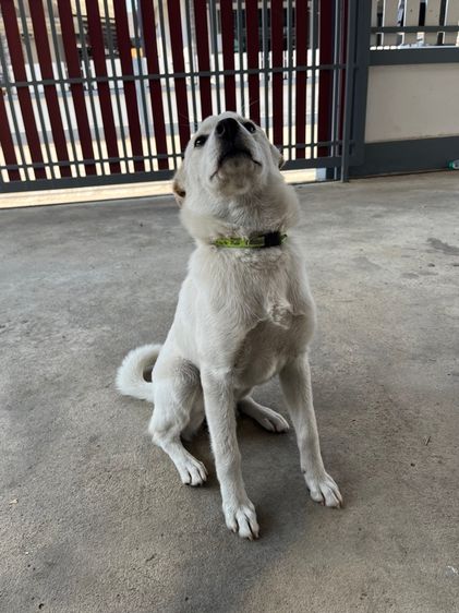 ลูกสุนัข พันธุ์ผสม  รูปที่ 2