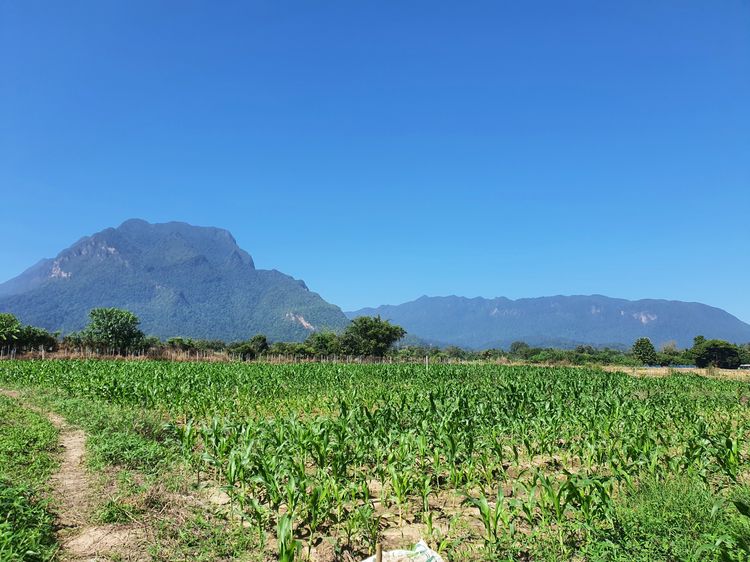 ที่ดิน อ.เชียงดาว จ.เชียงใหม่ วิวดอยหลวง 4 ไร่ 🔥 5 ล้าน 🔥 รูปที่ 2