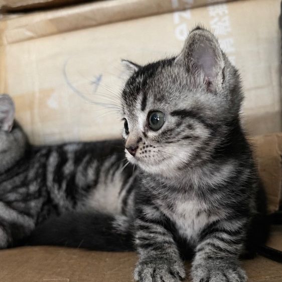 แมวอเมริกันช็อตแฮร์ รูปที่ 2