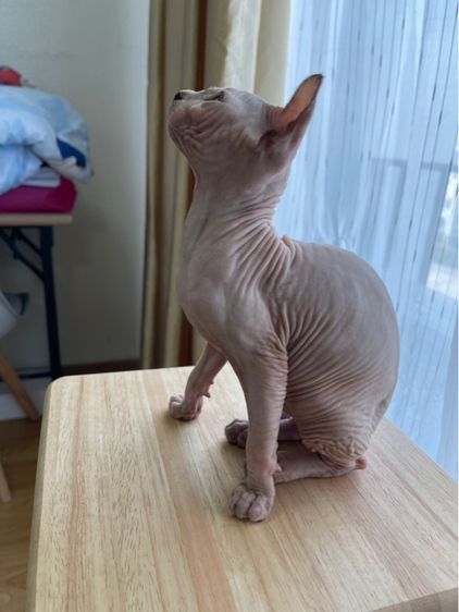 เด็กหญิง สฟิงซ์เอลฟ์ รูปที่ 6