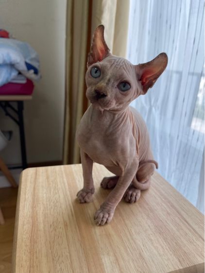 เด็กหญิง สฟิงซ์เอลฟ์