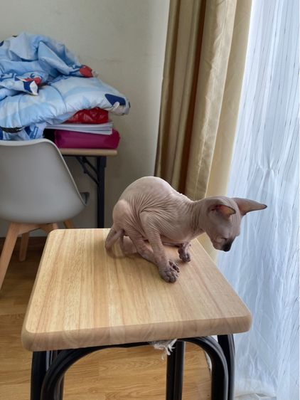 เด็กหญิง สฟิงซ์ จมูกดำ รูปที่ 6