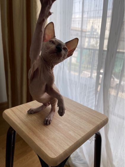 เด็กหญิง สฟิงซ์ จมูกดำ รูปที่ 11