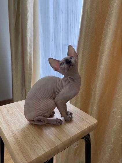 เด็กหญิง สฟิงซ์ จมูกดำ รูปที่ 2