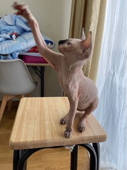 เด็กหญิง สฟิงซ์ จมูกดำ รูปที่ 10