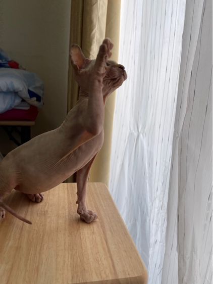 เด็กหญิง สฟิงซ์ จมูกดำ รูปที่ 14