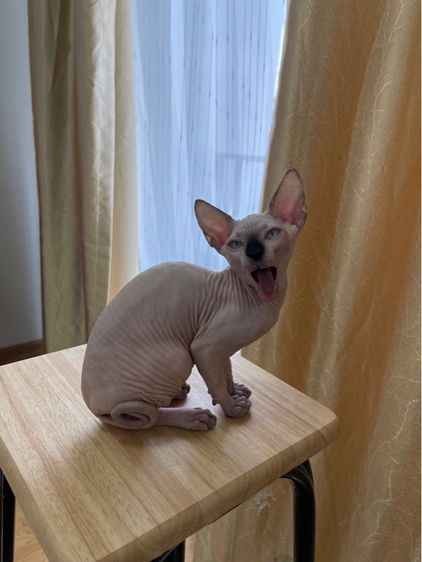 เด็กหญิง สฟิงซ์ จมูกดำ รูปที่ 12