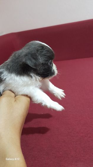 ชิวาว่า ขนยาว รูปที่ 5