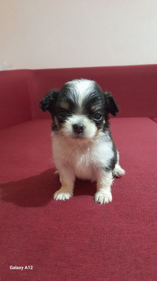 ชิวาว่า ขนยาว รูปที่ 9