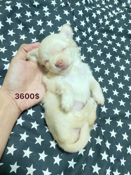 ชิวาว่าน้อย รูปที่ 3