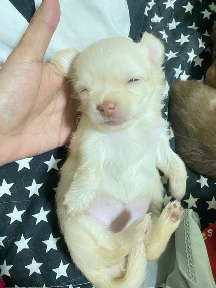 ชิวาวา (Chihuahua) เล็ก ชิวาว่าน้อย