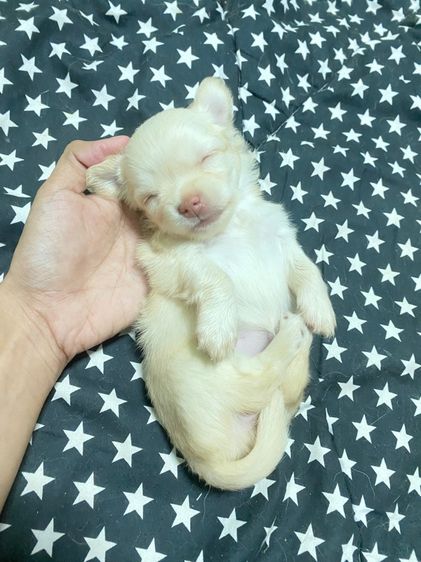 ชิวาว่าน้อย รูปที่ 2