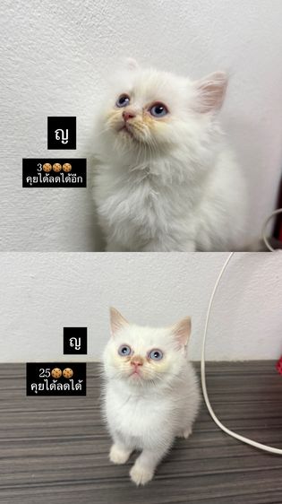 น้องแมวเลี้ยงเองค่า