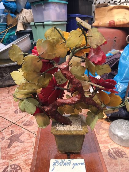 ต้นไม้หิน รูปที่ 5