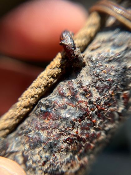 ตะกรุดไม้ครู จรเข้ขบฟัน มันส์ๆ ไม่ทราบที่  (มีสินค้าหลายรายการกดเข้ามาดูในโปรไฟล์ได้เลยครับ) รูปที่ 6