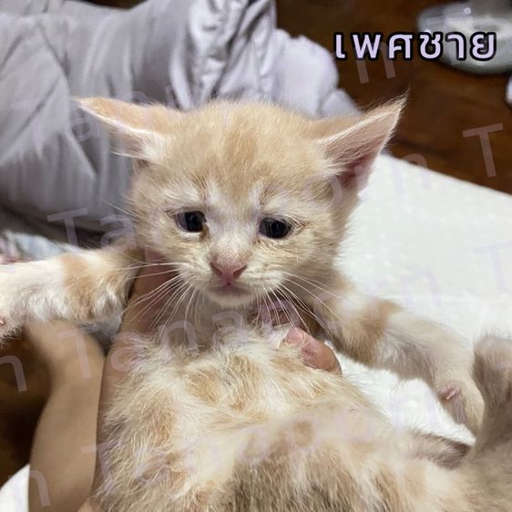 เปอร์เซีย (Persian) เปอร์เซียผสมไทยแท้