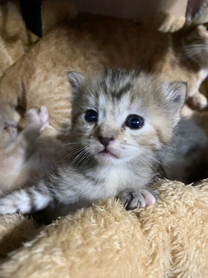 เปอร์เซียผสมไทยแท้ รูปที่ 6