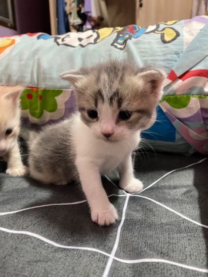 เปอร์เซียผสมไทยแท้ รูปที่ 9