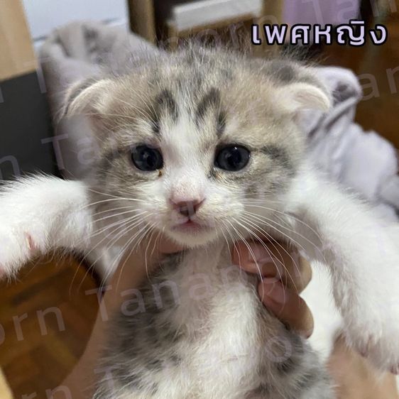 เปอร์เซียผสมไทยแท้ รูปที่ 3