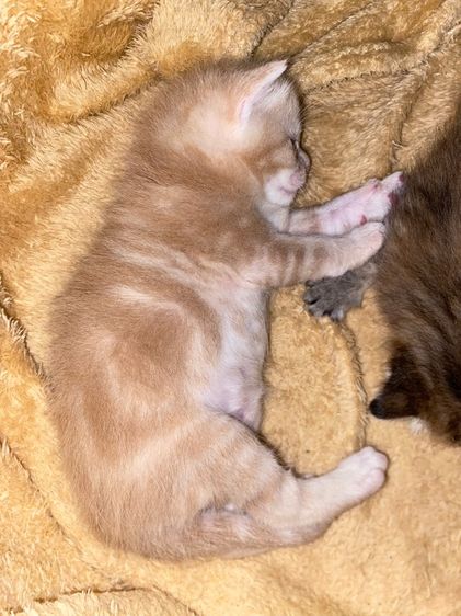 เปอร์เซียผสมไทยแท้ รูปที่ 2