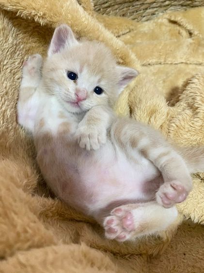 เปอร์เซียผสมไทยแท้ รูปที่ 7