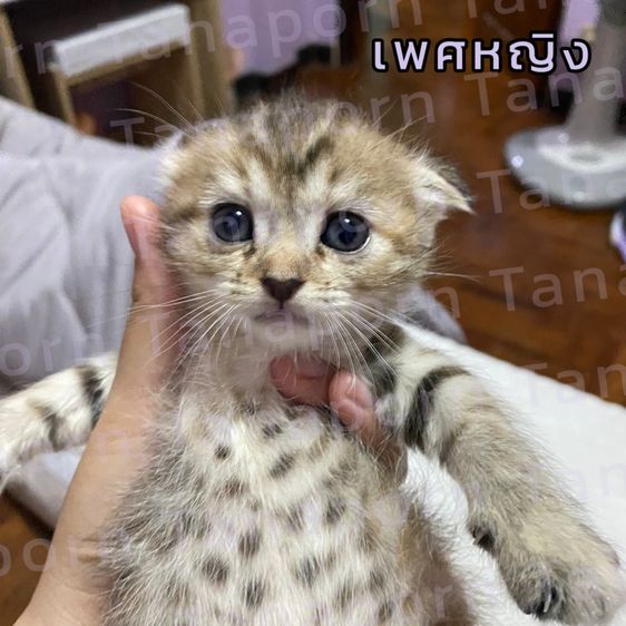 เปอร์เซียผสมไทยแท้ รูปที่ 5