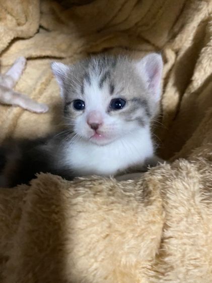 เปอร์เซียผสมไทยแท้ รูปที่ 4