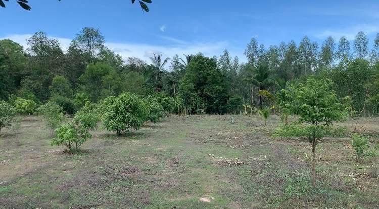 ใช่ สวนเพชรบุรี รูปที่ 2