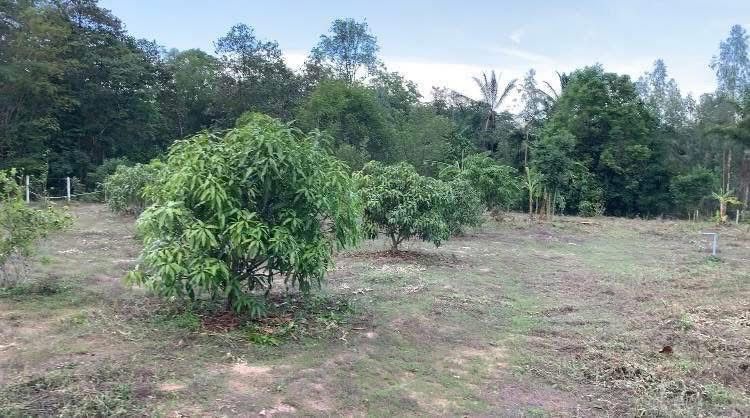 ใช่ สวนเพชรบุรี รูปที่ 3