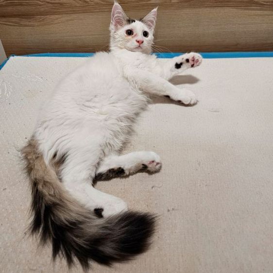 เมนคูน (Maine Coon) ลูกแมวเมนคูนผสมเปอร์เซีย เพศผู้ อายุ 3 เดือน