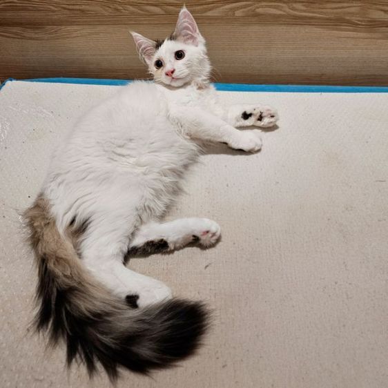 ลูกแมวเมนคูนผสมเปอร์เซีย เพศผู้ อายุ 3 เดือน รูปที่ 2