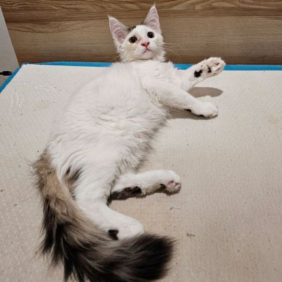 ลูกแมวเมนคูนผสมเปอร์เซีย เพศผู้ อายุ 3 เดือน รูปที่ 3