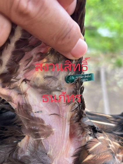 แม่พันธุ์ VIP ลูกสาวเจ้าเสกสรรค์ค่าตัว 1 m รูปที่ 2