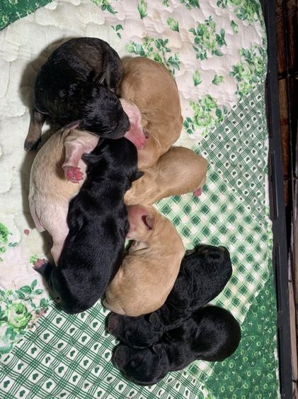 พุดเดิ้ล ปอม รูปที่ 2