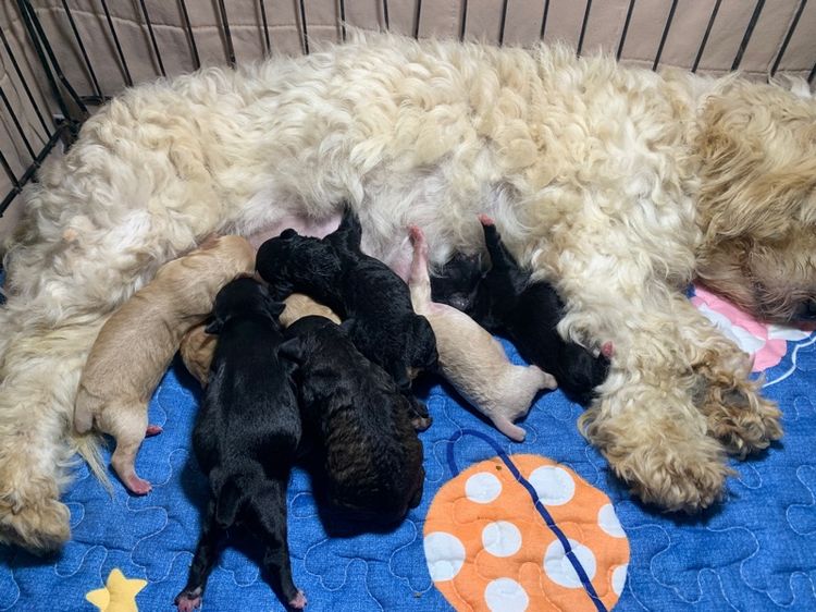 พุดเดิ้ล ปอม รูปที่ 3