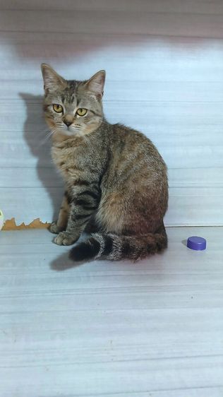 แมวสก้อตติช เพศผู้ ลดประชากรอายุ7เดือน รับประกันเอดส์แมวกับรูคีเมียคะ รูปที่ 6