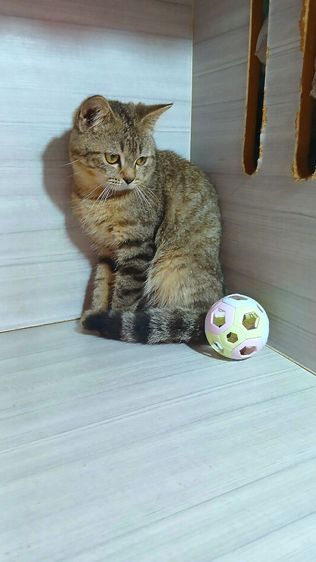 แมวสก้อตติช เพศผู้ ลดประชากรอายุ7เดือน รับประกันเอดส์แมวกับรูคีเมียคะ รูปที่ 5