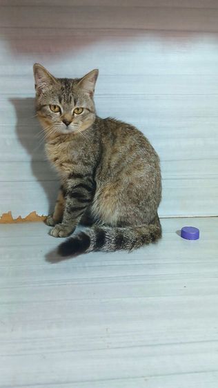 สก็อตติช โฟลด์ (Scottish Fold) แมวสก้อตติช เพศผู้ ลดประชากร รับประกันเอดส์แมวกับรูคีเมียคะ