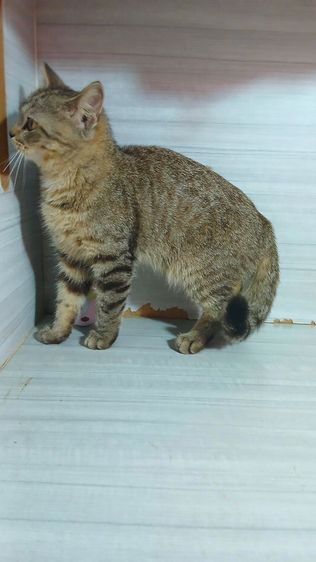 แมวสก้อตติช เพศผู้ ลดประชากรอายุ7เดือน รับประกันเอดส์แมวกับรูคีเมียคะ รูปที่ 3