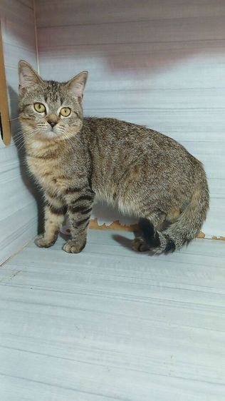 แมวสก้อตติช เพศผู้ ลดประชากรอายุ7เดือน รับประกันเอดส์แมวกับรูคีเมียคะ รูปที่ 2